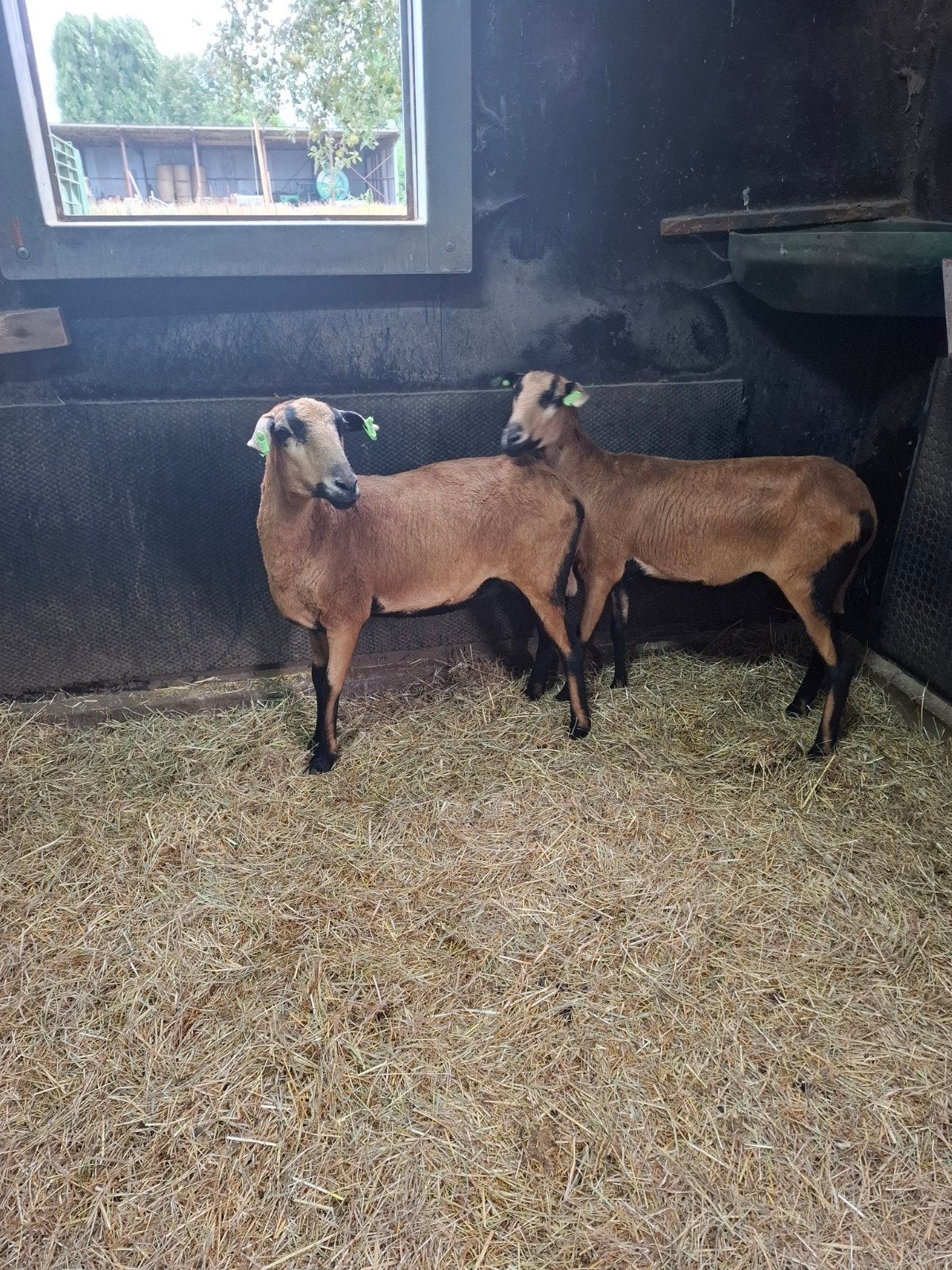 Barbados blackbelly ooien, Dieren en Toebehoren, Vrouwelijk, Schaap, 0 tot 2 jaar