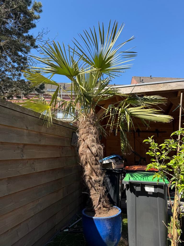 Palmboom inclusief keramische pot, Tuin en Terras, Ophalen, Vaste plant, Overige soorten, Volle zon