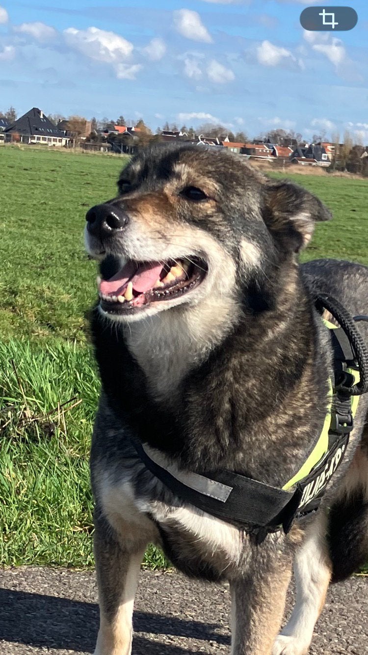 Lieve Lea zoekt een nieuw huisje…, Dieren en Toebehoren, Honden | Niet-rashonden, 6 jaar of ouder, Particulier, Buitenland, Teef