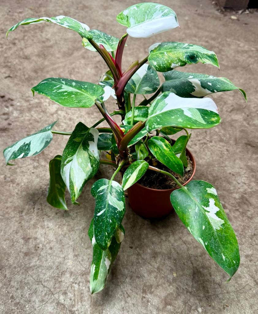 Philodendron White Princess p12, Overige soorten, In pot, Minder dan 100 cm, Groene kamerplant
