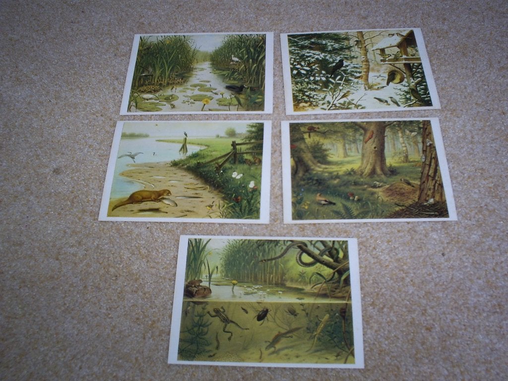 Ansichtkaarten M.A. Koekkoek 5 stuks, Ophalen of Verzenden, 1960 tot 1980, Ongelopen, Overige soorten