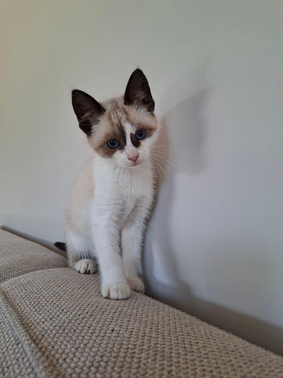 Lieve kittens te koop!, Meerdere dieren