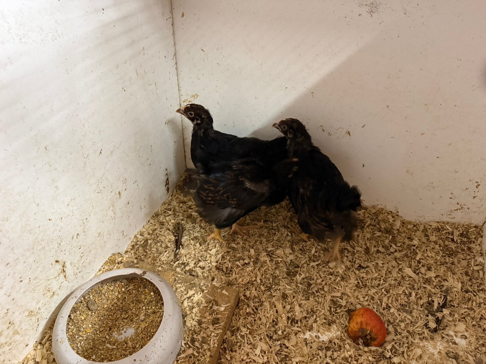 Barnevelder kuikens, Meerdere dieren, Kip