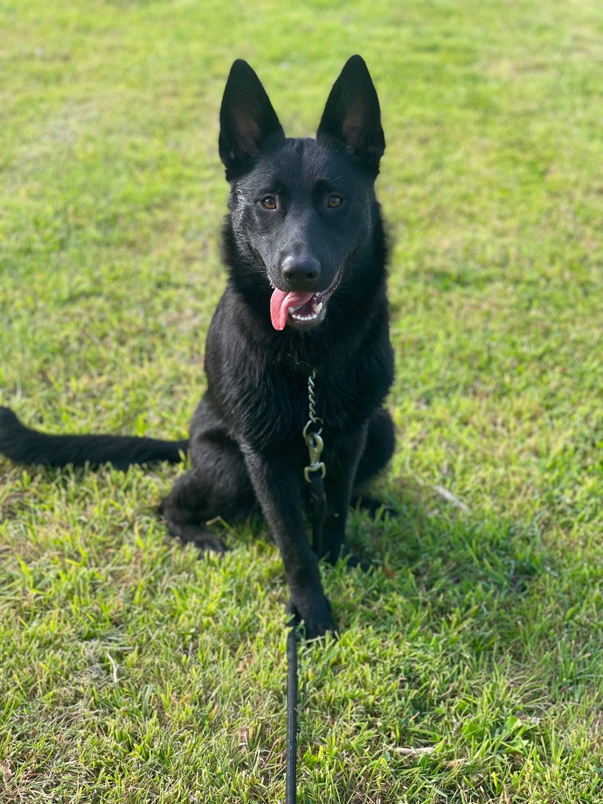 Duiste herder x Mechelse pup zoekt nieuwe huisje, 15 weken tot 1 jaar, Teef, Parvo, Eén hond