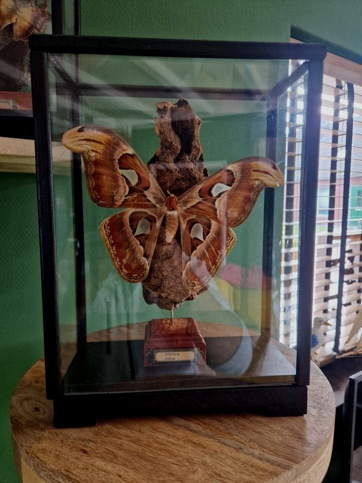 grote Attacus Atlas vlinder in glazen vitrine, Ophalen, Zo goed als nieuw, Insect, Opgezet dier