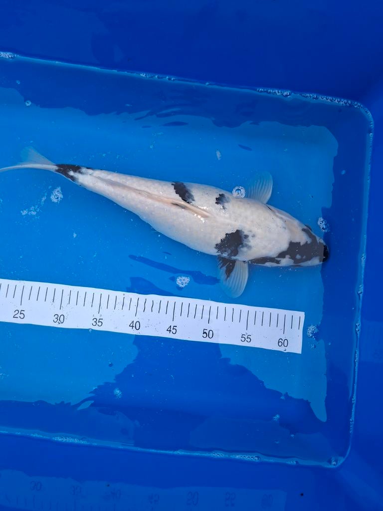 Koi bekko 50 cm., Dieren en Toebehoren, Vissen | Vijvervissen, Karper of Koi