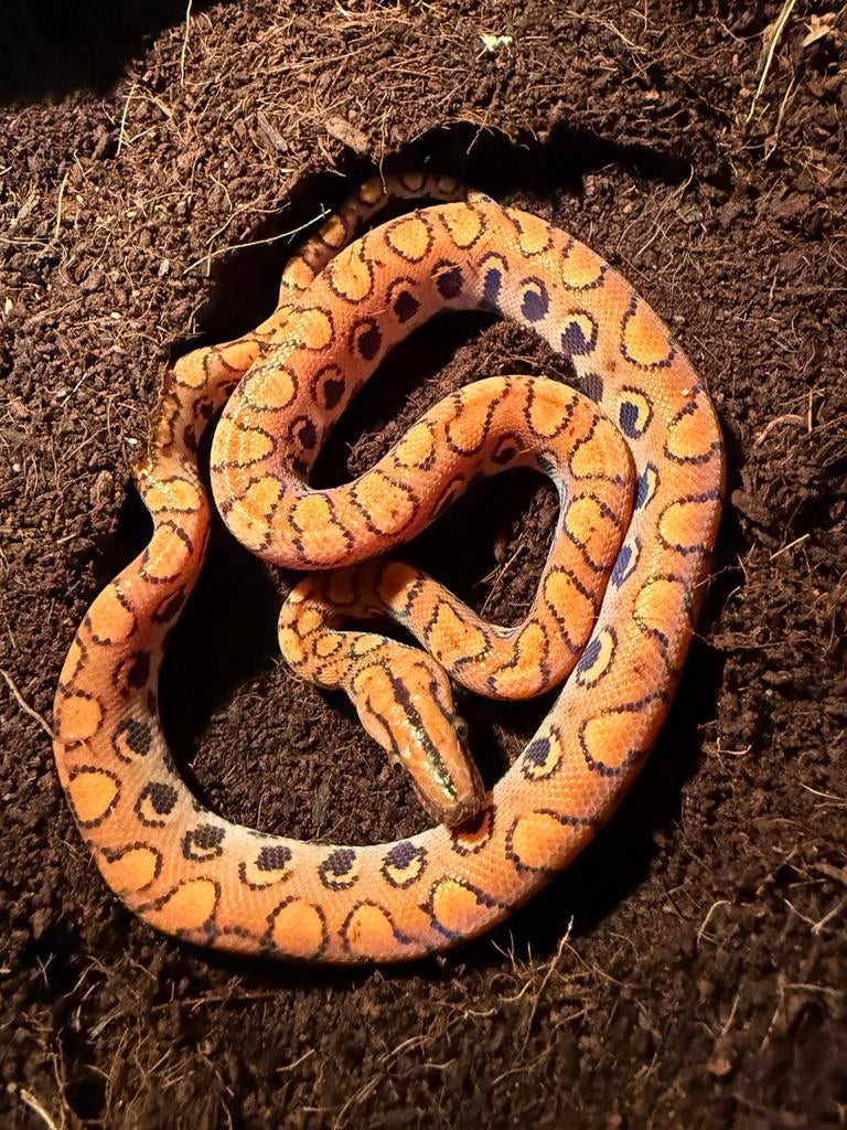 Braziliaanse regenboog boa, Dieren en Toebehoren, Reptielen en Amfibieën, Slang, 0 tot 2 jaar, Tam