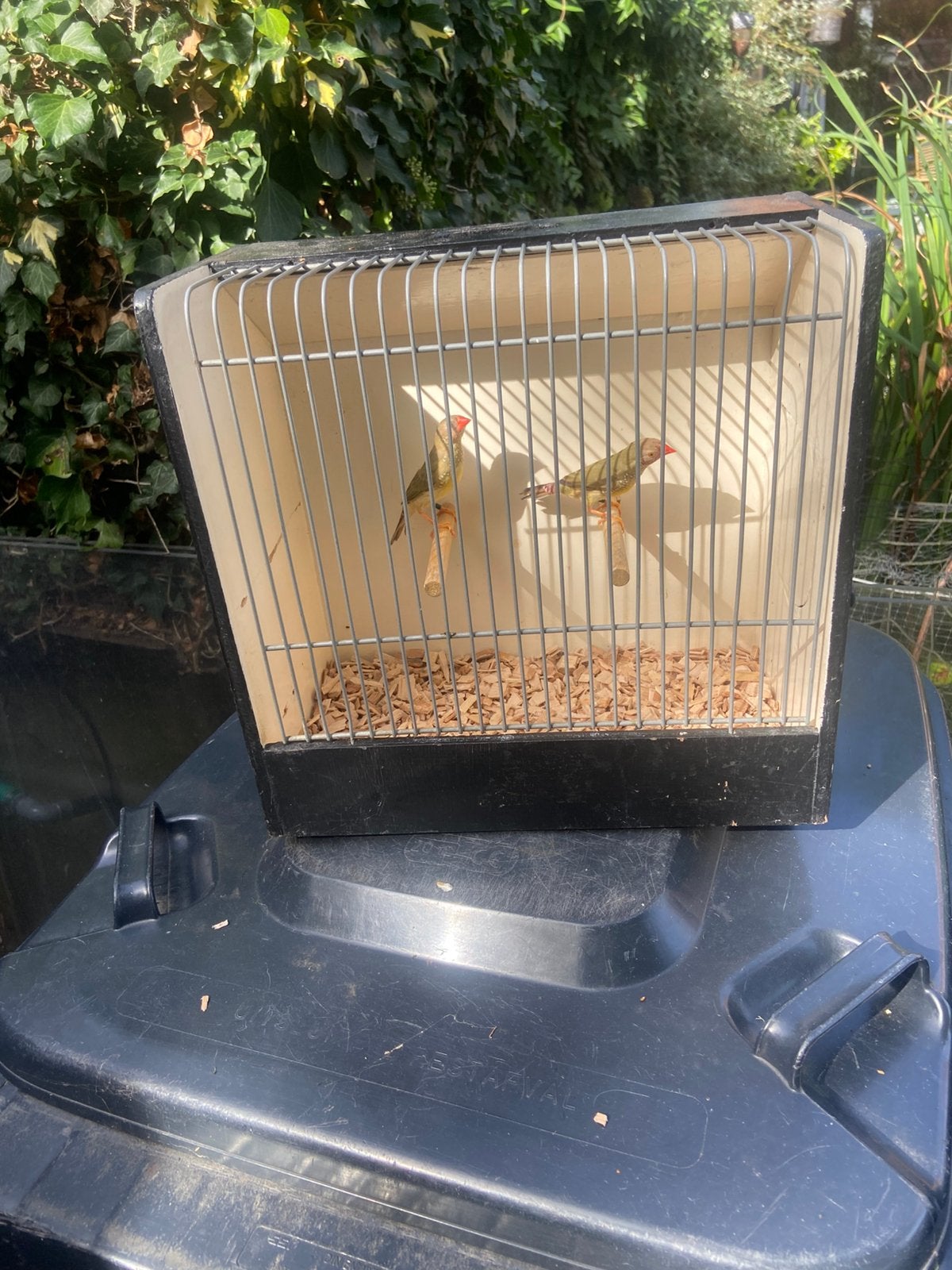 Te koop jong koppel binsen astrilde, Meerdere dieren, Tropenvogel