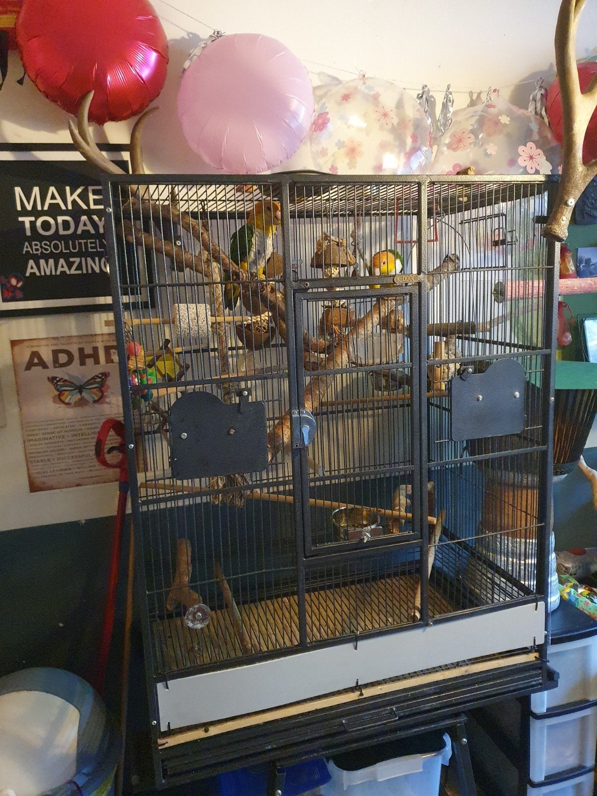 Twee lieve handtamme Caiques Papagaaien van 4 jaar oud, Geslacht onbekend, Papegaai