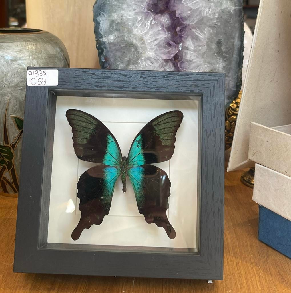 Papilio blumei in lijst, Ophalen