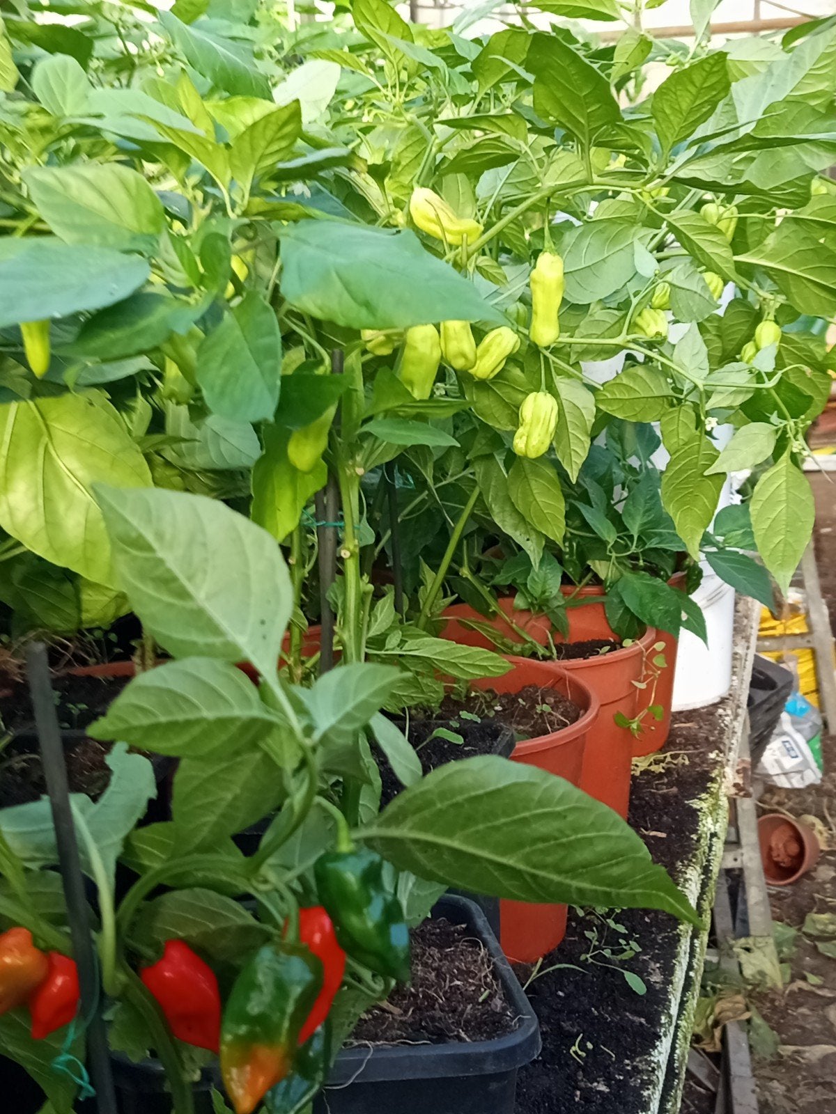 Surinaamse groenteplanten in grote potten slechts 5,00 euro, Ophalen of Verzenden, Volle zon