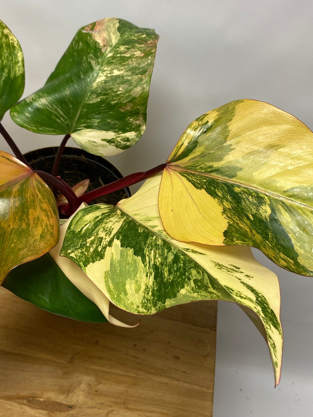 Philodendron Strawberry Shake, Ophalen of Verzenden, Halfschaduw, Minder dan 100 cm