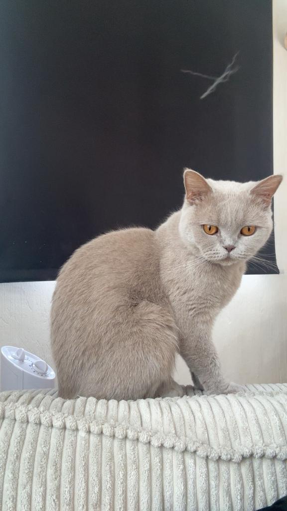 Britse korthaar te koop ANTWERPEN, Poes, Met stamboom, 0 tot 2 jaar