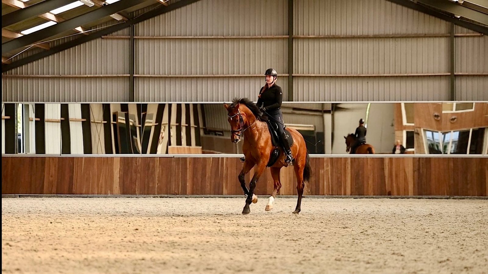 Lieve en eerlijke Z2-ruin met een gouden karakter, Met stamboom, 175 cm of meer, Z, Ruin