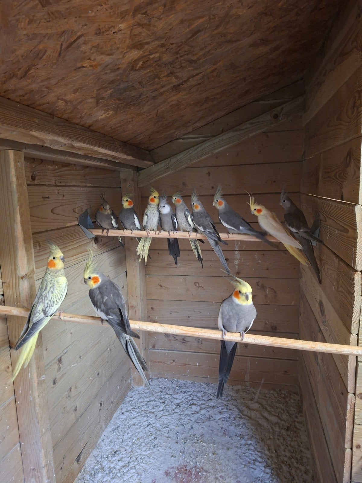 valkparkieten, Meerdere dieren, Parkiet, Geringd