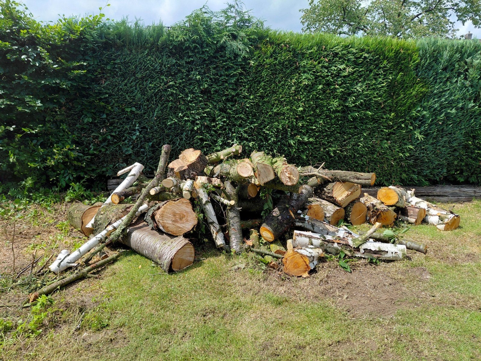 Boomstammen (oa kers en berk), Tuin en Terras, Haardhout, Minder dan 3 m³, Ophalen
