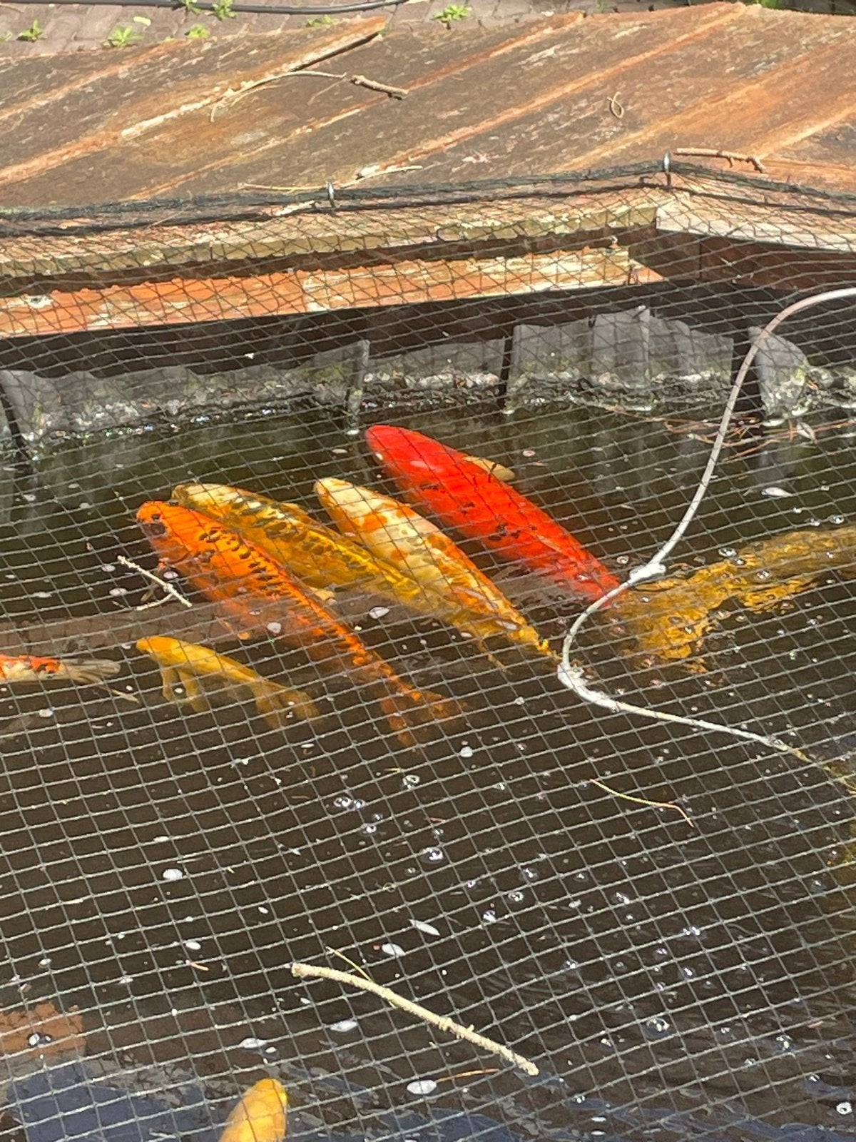 Karpers en steuren, Steur