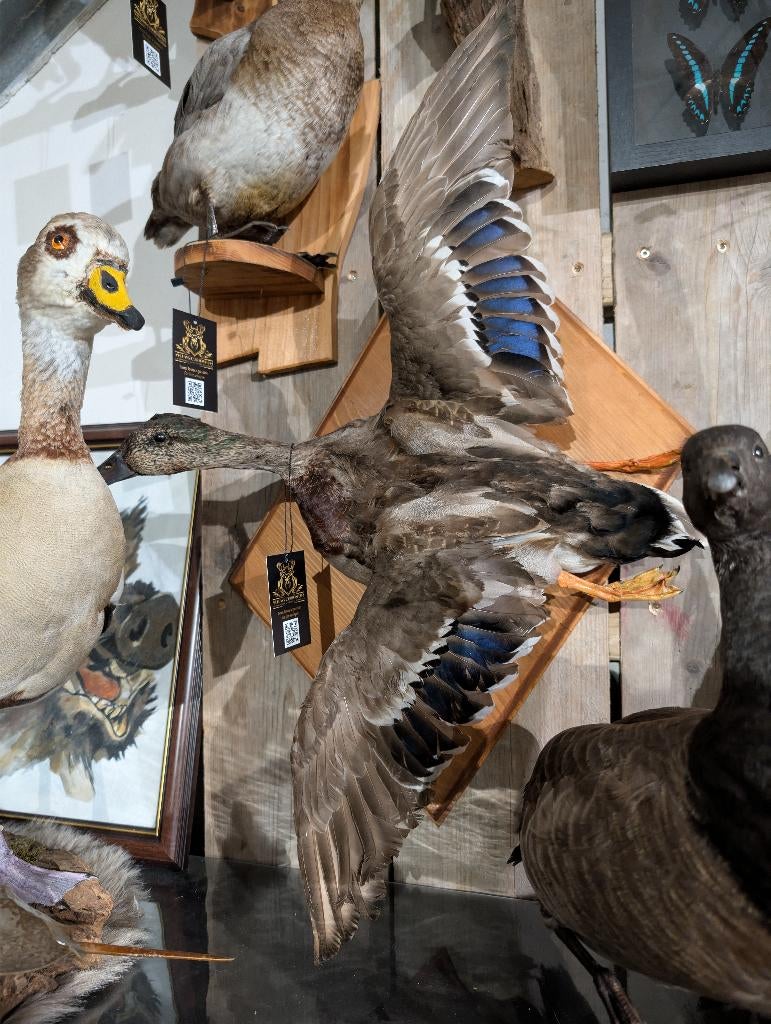 opgezette wilde eend vrouw fazant jacht vogel hert haan, Verzamelen, Dierenverzamelingen, Ophalen, Zo goed als nieuw, Vogel, Opgezet dier