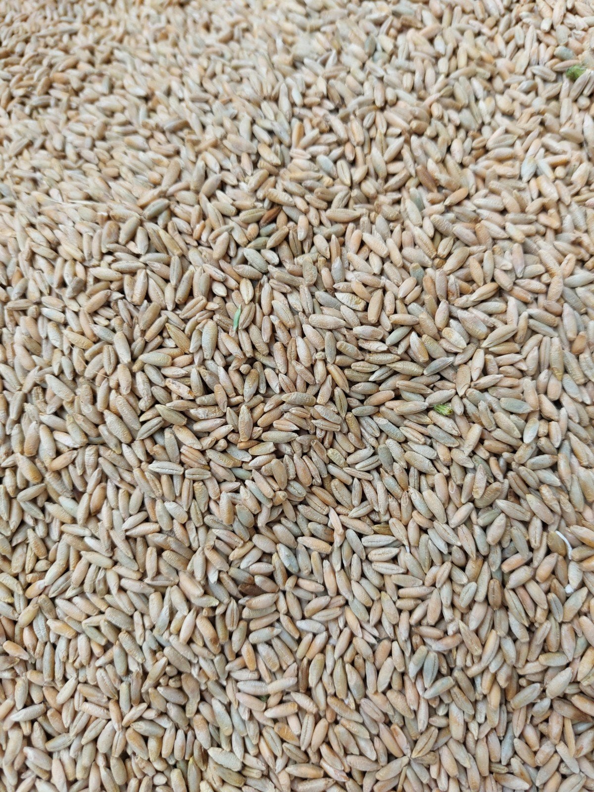 Gerst (vogel/kippen/veevoer) per 20 kg, Dieren en Toebehoren, Dierenvoeding, Vee, Ophalen