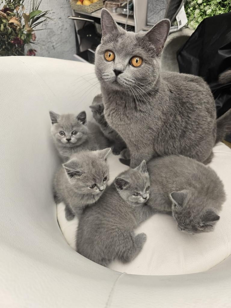 Britse kort haar kittens