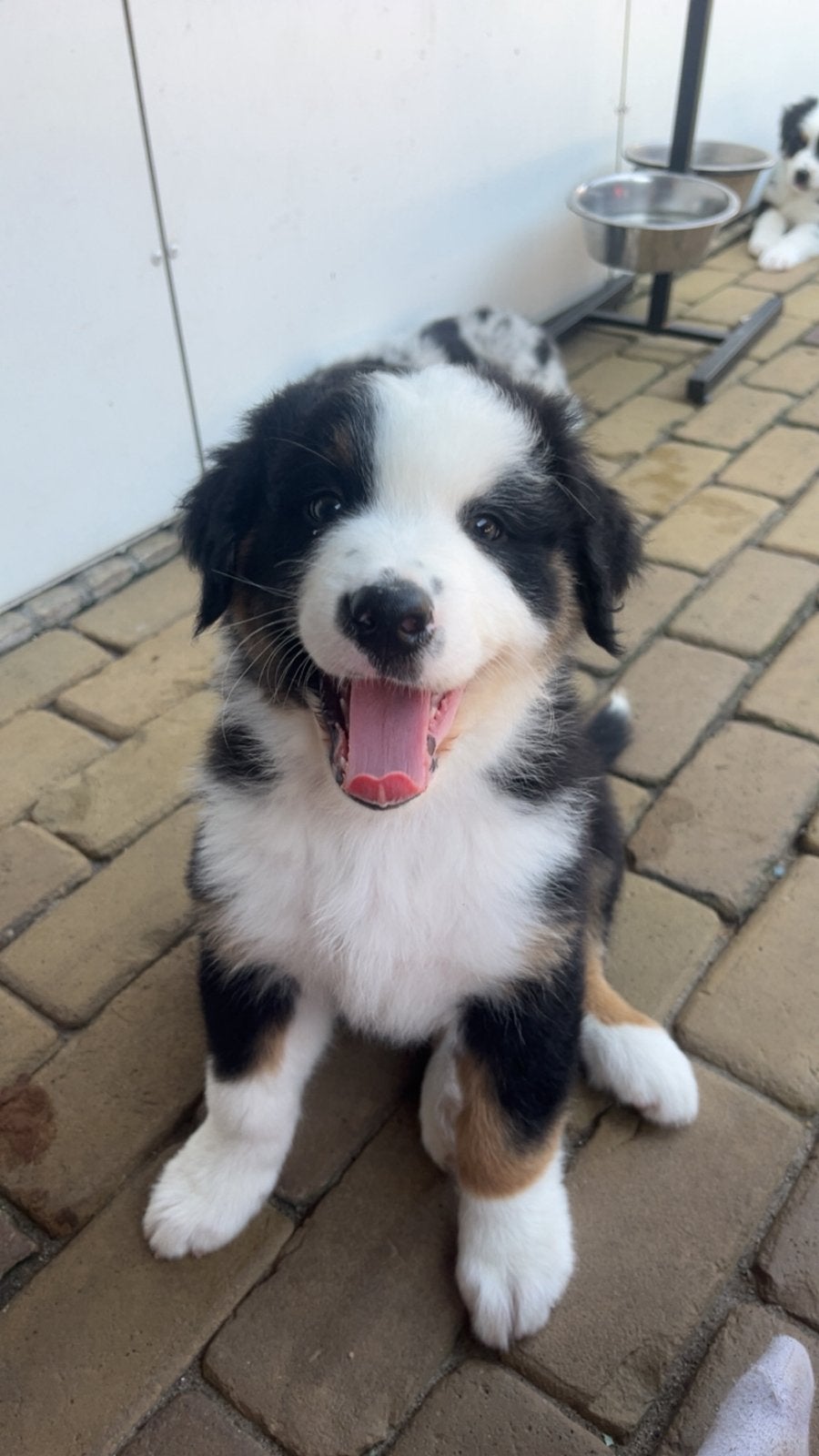 Australian shepherd pups, Dieren en Toebehoren, Reu, Meerdere, Middel, Nederland