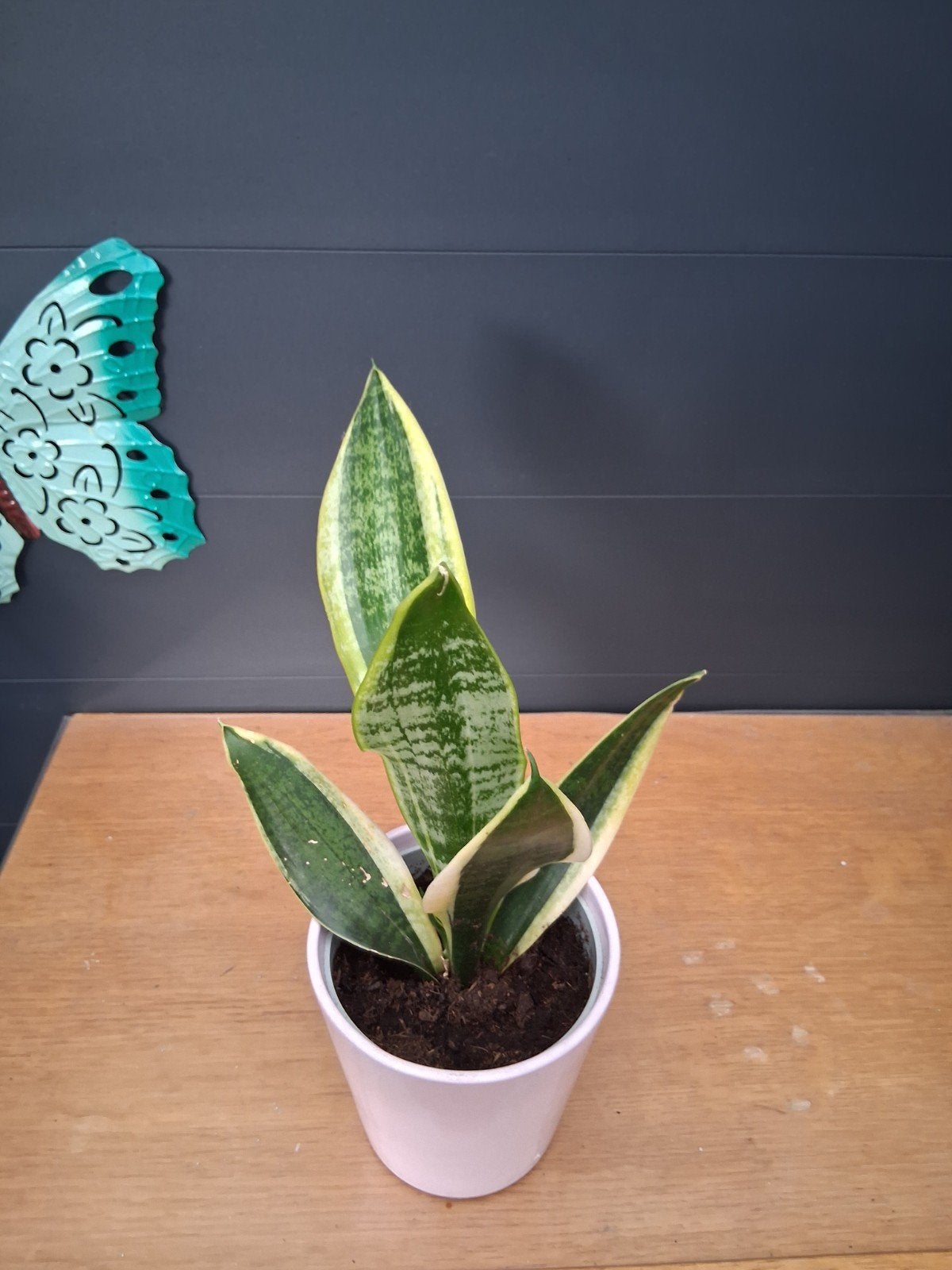 Sansevieria, Huis en Inrichting, Ophalen, Overige soorten, Halfschaduw, In pot