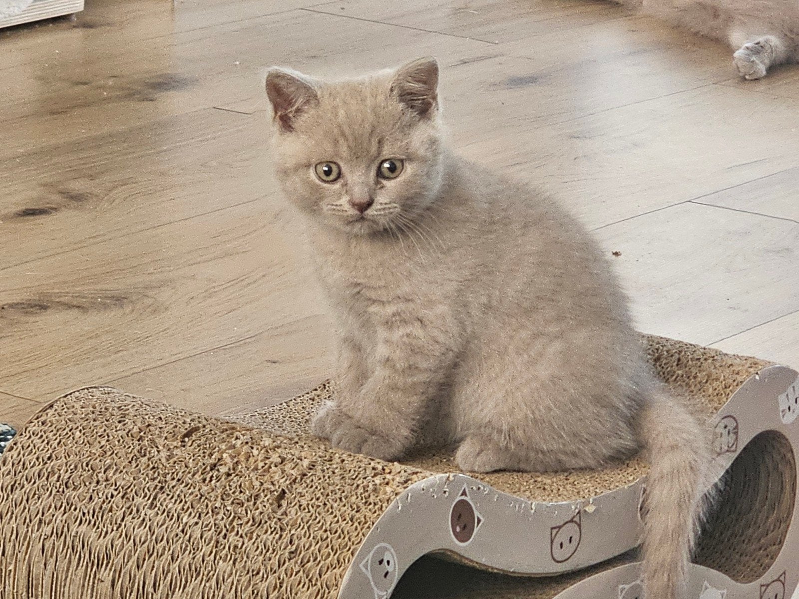 Britse korthaar kittens kleur Lilac ( nog 3 beschikbaar), Meerdere dieren, Ontwormd, 0 tot 2 jaar