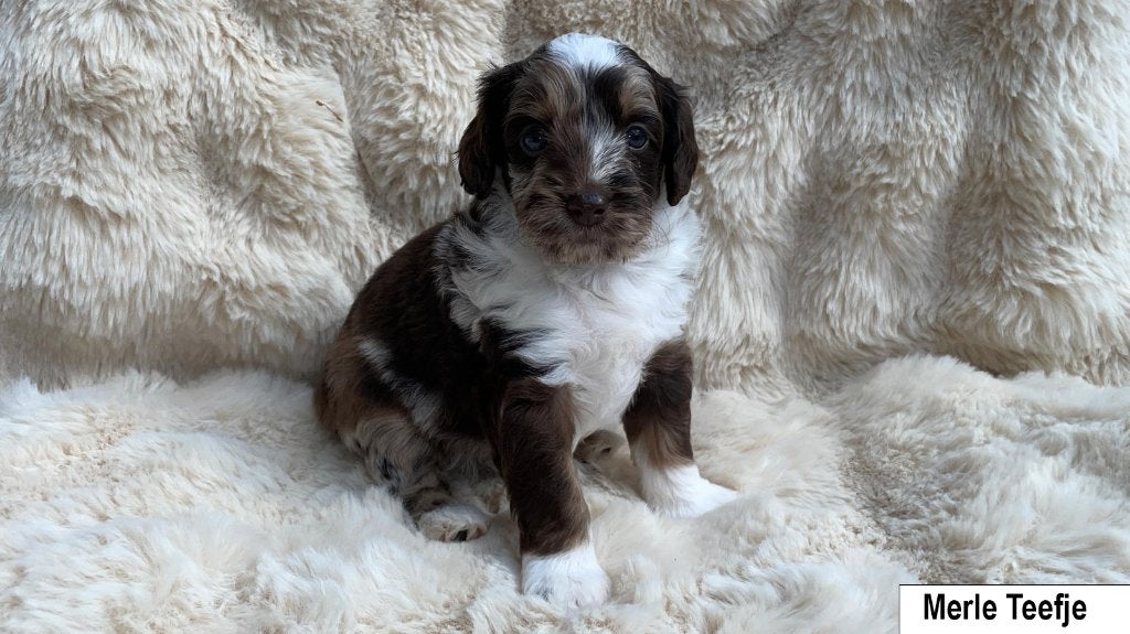 Nog 3 prachtige Merle Labradoodle puppy’s beschikbaar, Dieren en Toebehoren, Parvo, Overige rassen, 8 tot 15 weken, Meerdere