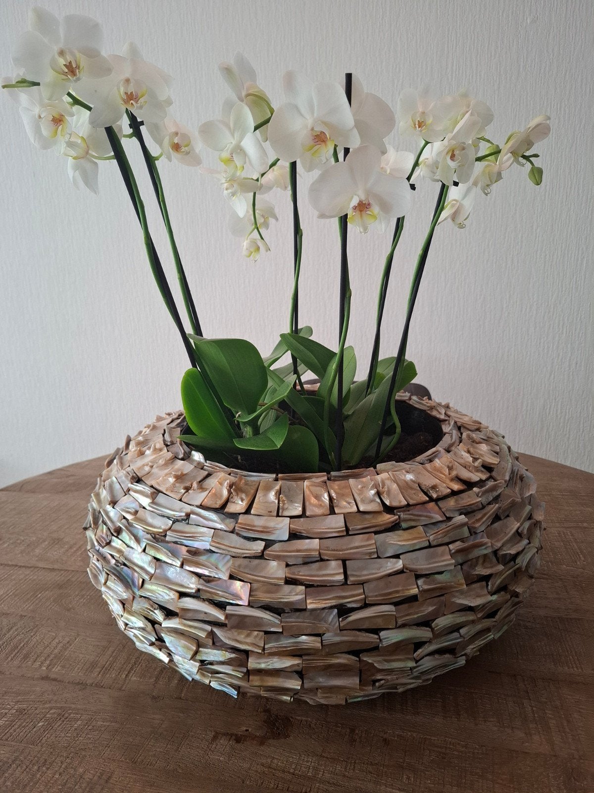 Eric Kuster schelpenvaas schelpenpot met orchideeën, Ophalen, Zo goed als nieuw, Rechthoekig, Plantenpot of Plantenbak