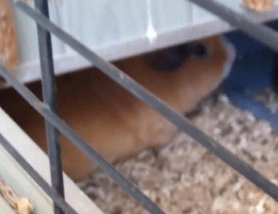 3 cavia's te koop  toebehorende spullen zitten er ook bij, September, Mannelijk, Cavia