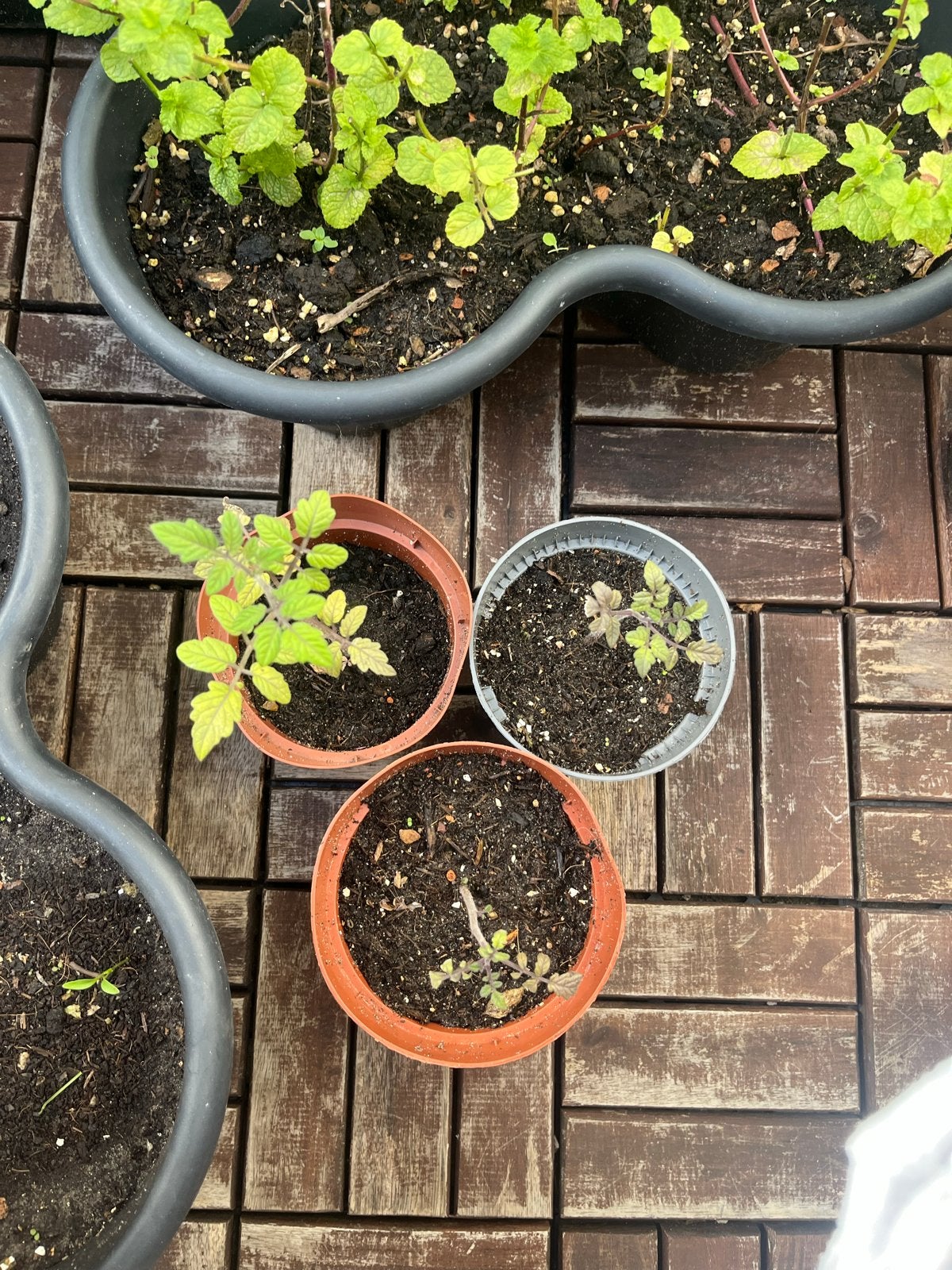 Jonge tomatenplantjes -gewone cherrytomaten, Ophalen, Volle zon, Groenteplanten, Eenjarig
