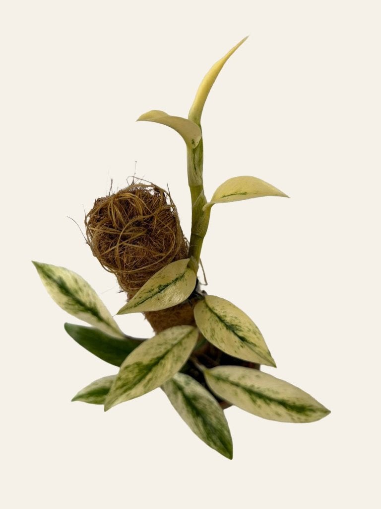 rhaphidophora mint, Huis en Inrichting, Kamerplanten, Ophalen of Verzenden, Halfschaduw, Minder dan 100 cm
