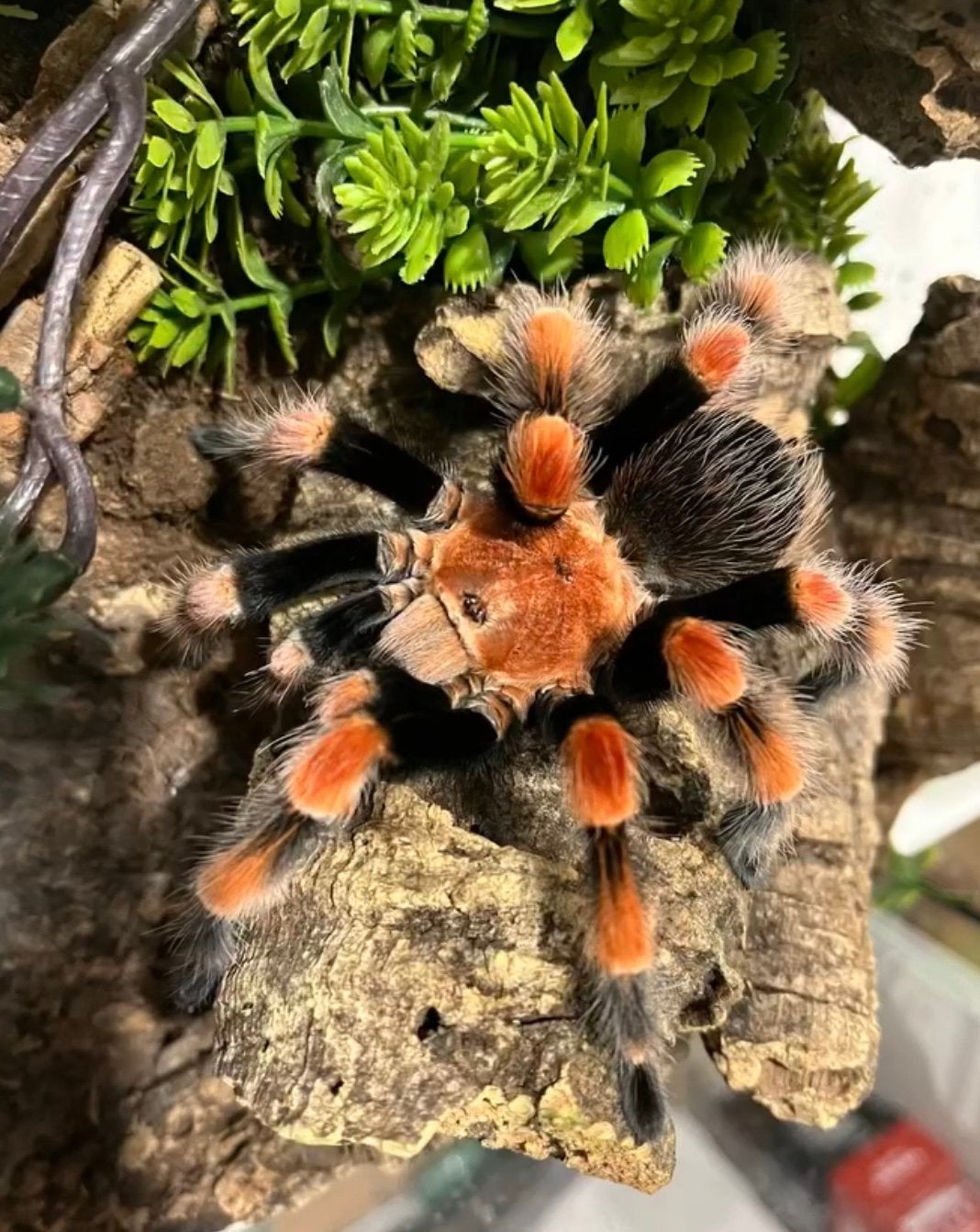 Brachypelma & Tliltocatl spiderlings - vogelspinnen, Spin of Schorpioen