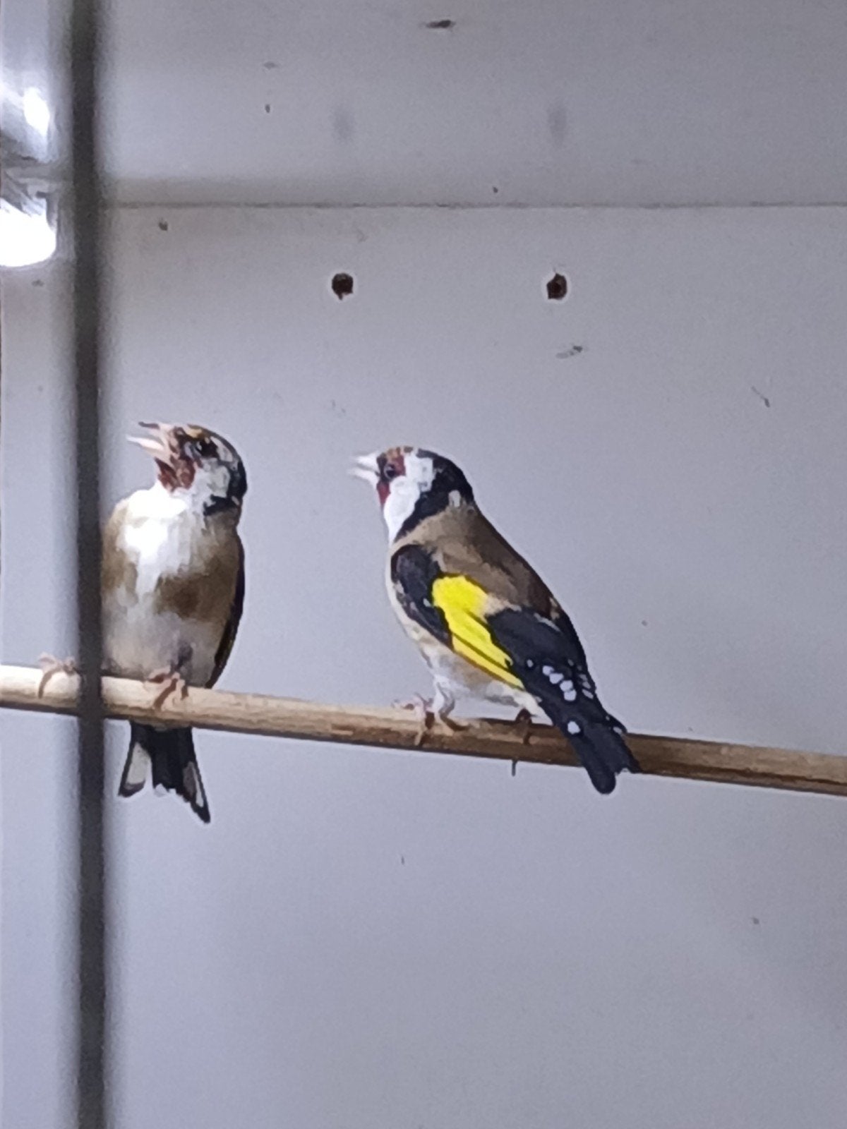 koppel parva putters, Meerdere dieren, Wildzangvogel, Geringd