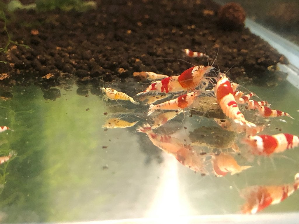 Cristal Red Garnaal., Kreeft, Krab of Garnaal, Zoetwatervis, Schoolvis