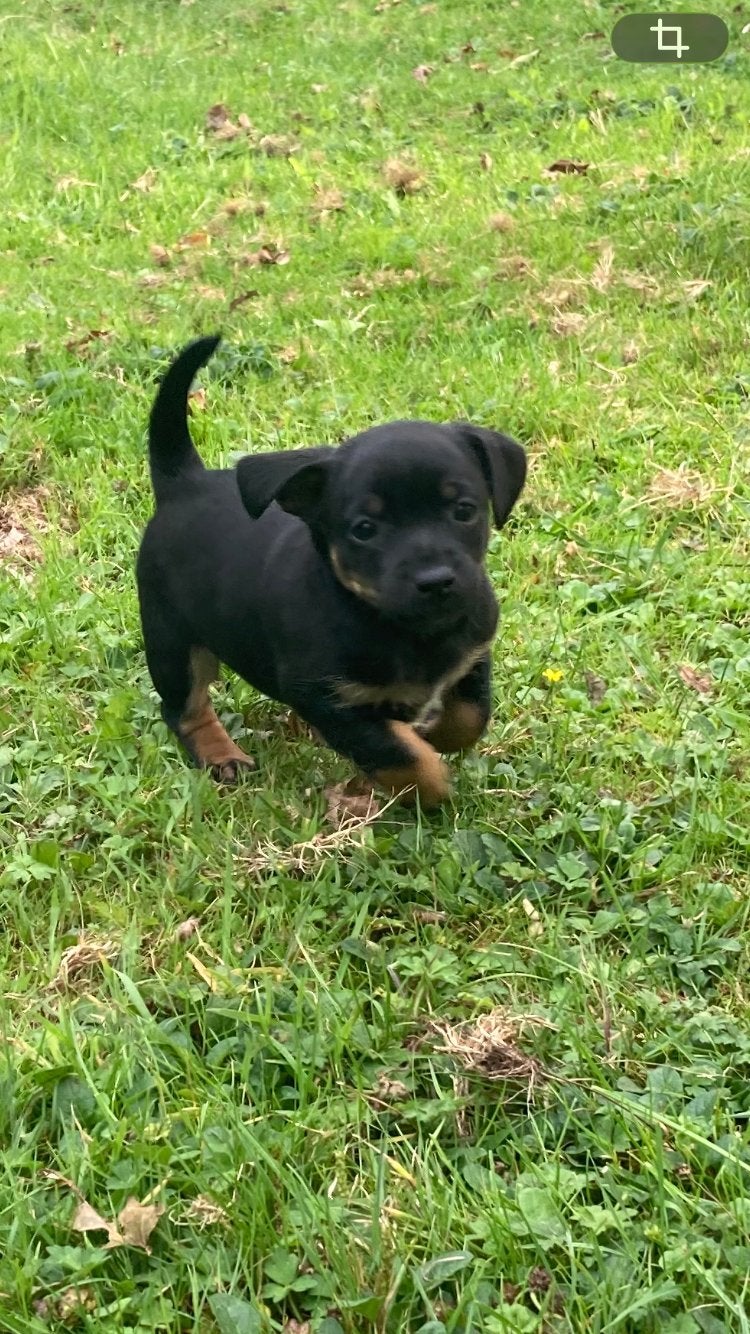 Jack Russell pup., Dieren en Toebehoren, Honden | Jack Russells en Terriërs, Jack Russell Terriër, 8 tot 15 weken, Meerdere, Meerdere dieren
