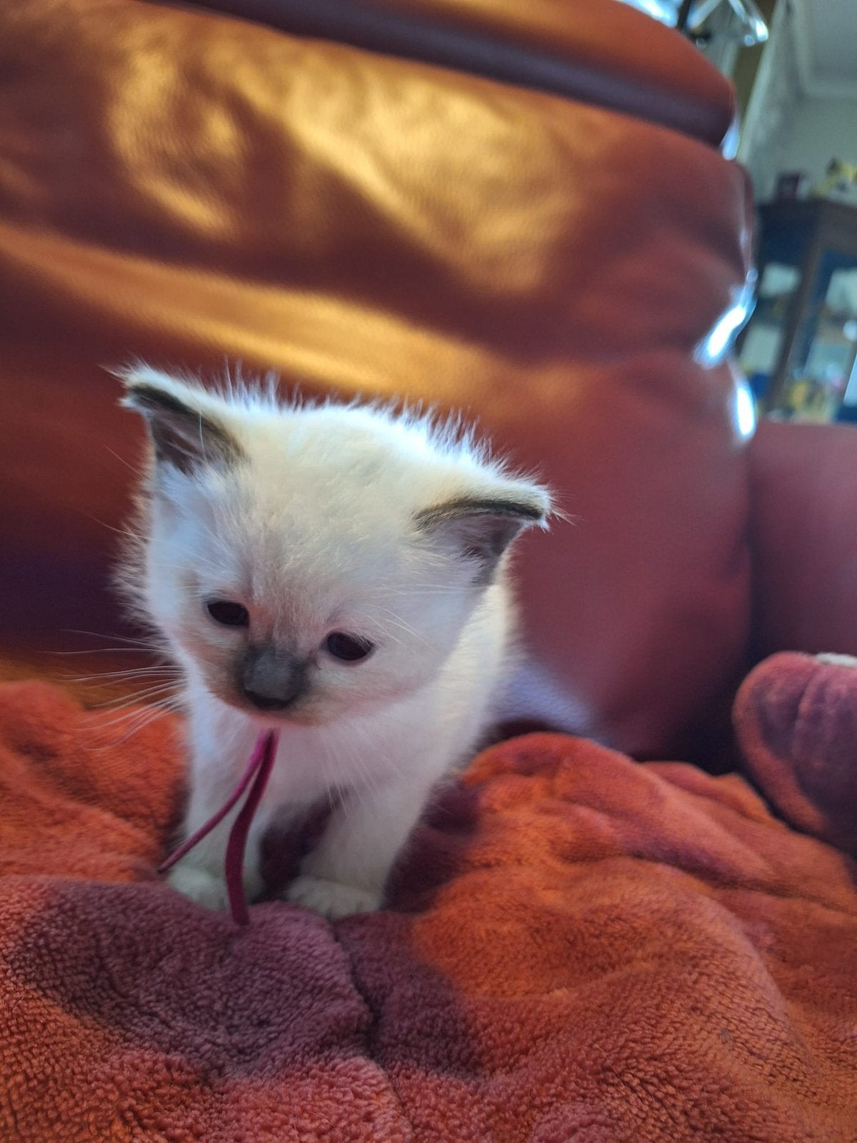 Te koop: 4 schattige kittens, Meerdere dieren, 0 tot 2 jaar