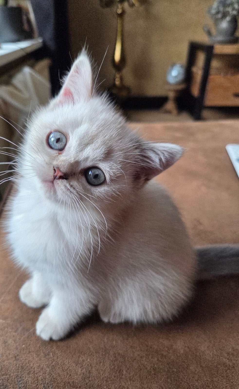Britse korthaar kittens, Poes, Ontwormd