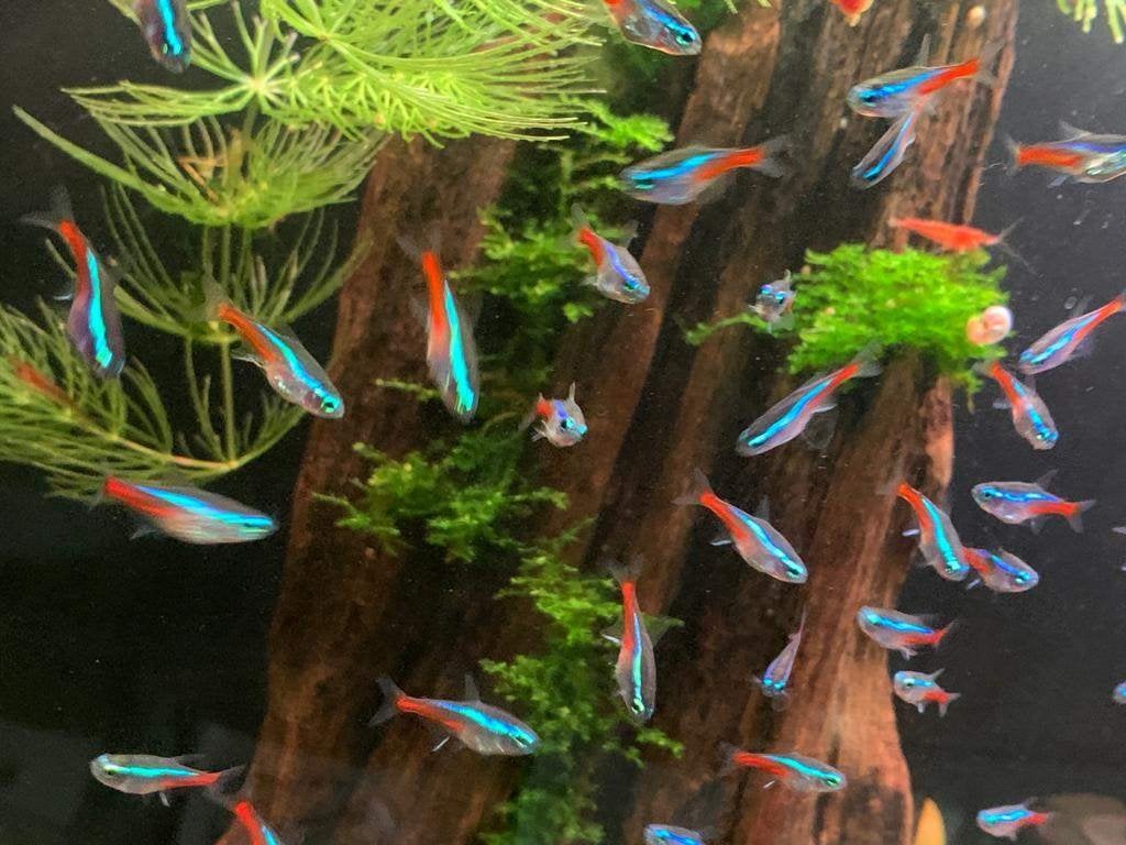 Aanbieding: Neon Tetra's 30 stuks voor maar € 24,95 !, Vis