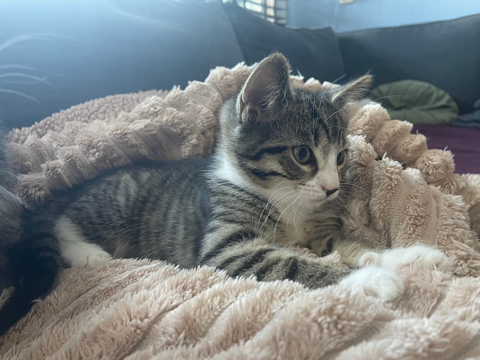 3 kittens zoeken een mooie huis, Dieren en Toebehoren, Katten en Kittens | Raskatten | Korthaar, Meerdere dieren