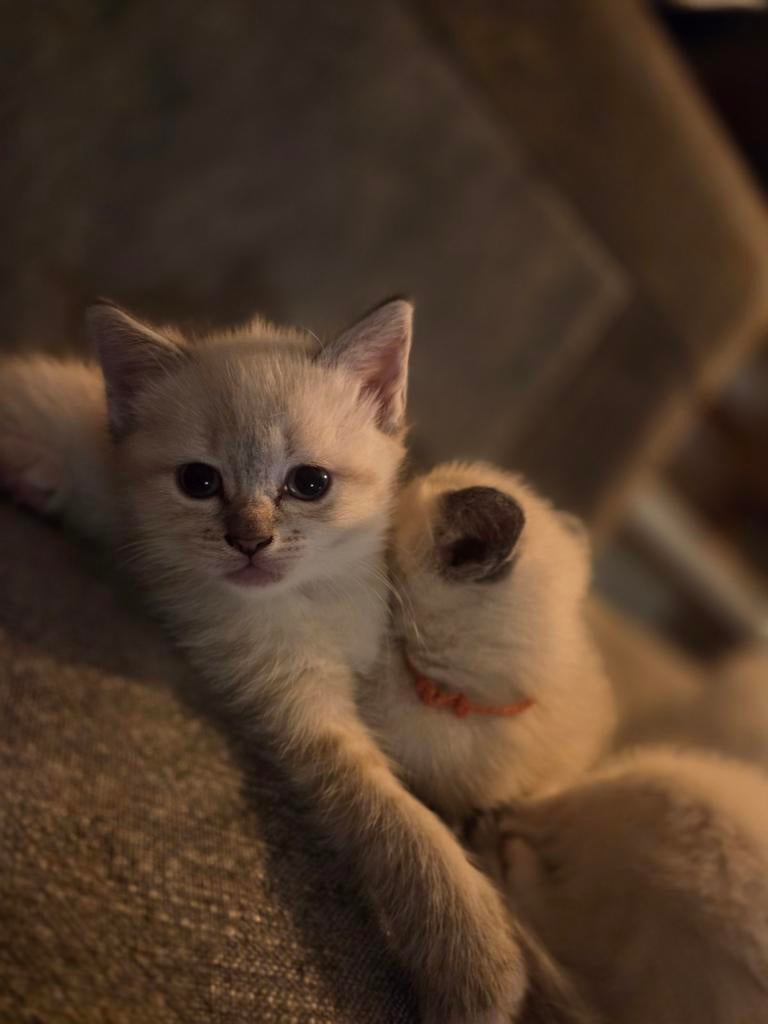 Ragdoll kittens, Meerdere dieren, 0 tot 2 jaar