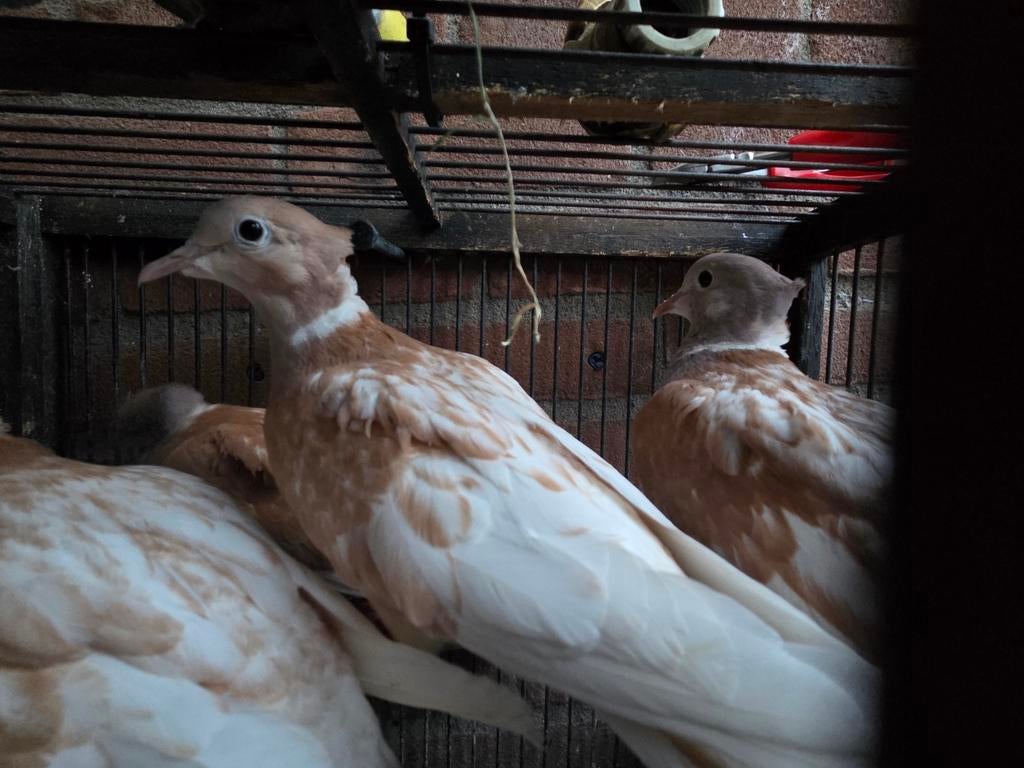 Te koop 2 koppels phaeo kuif tortelduiven, Dieren en Toebehoren, Meerdere dieren, Postduif