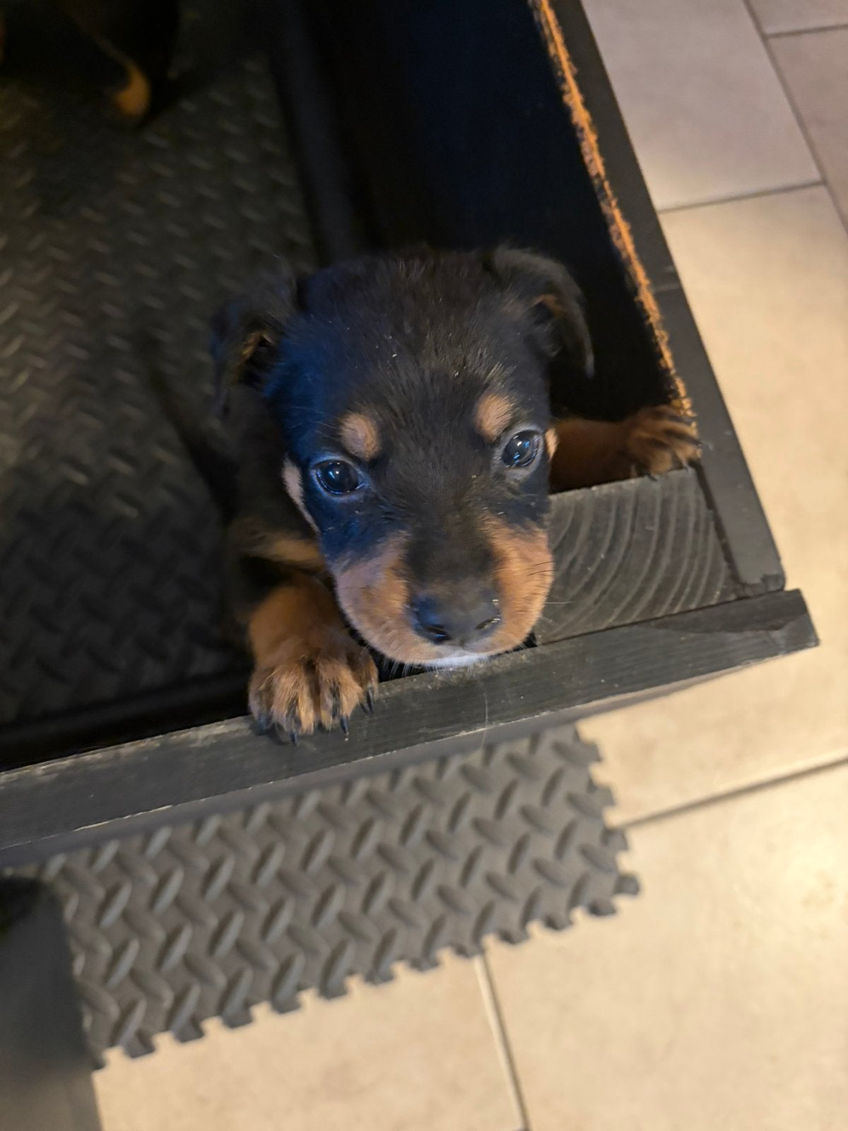 Puppies, Dieren en Toebehoren, 8 tot 15 weken, Teef, Parvo, Meerdere