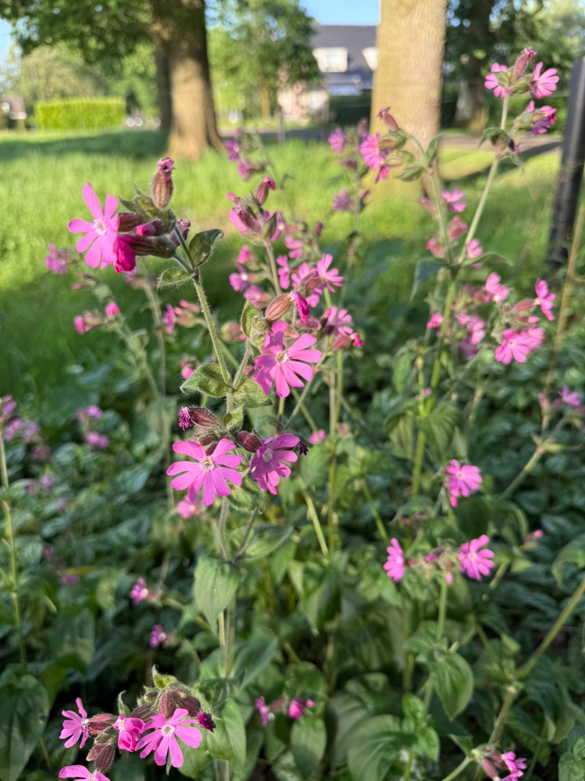 Dagkoekoeksbloem zaad, Ophalen of Verzenden, Halfschaduw