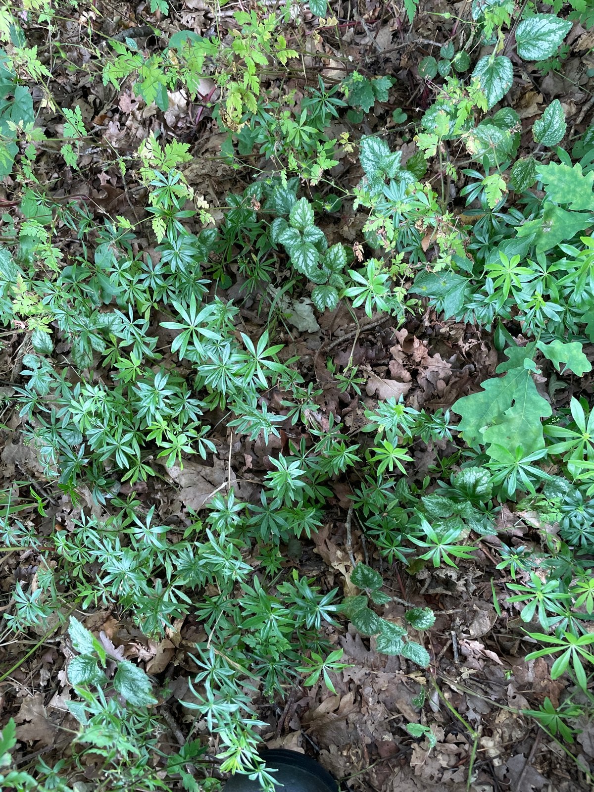 Olv bedstro / Galium odoratum - Bodembedekker, Ophalen, Bodembedekkers, Vaste plant, Volledige schaduw