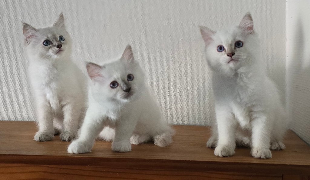 Ragdoll kittens met vleugel maine coon, Dieren en Toebehoren, Meerdere dieren, Gechipt, 0 tot 2 jaar