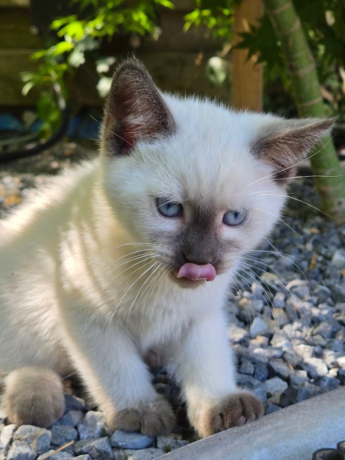 ♡ nog 2 ragdoll maine coon x  kittens  ♡, Dieren en Toebehoren, Meerdere dieren, Ontwormd, 0 tot 2 jaar