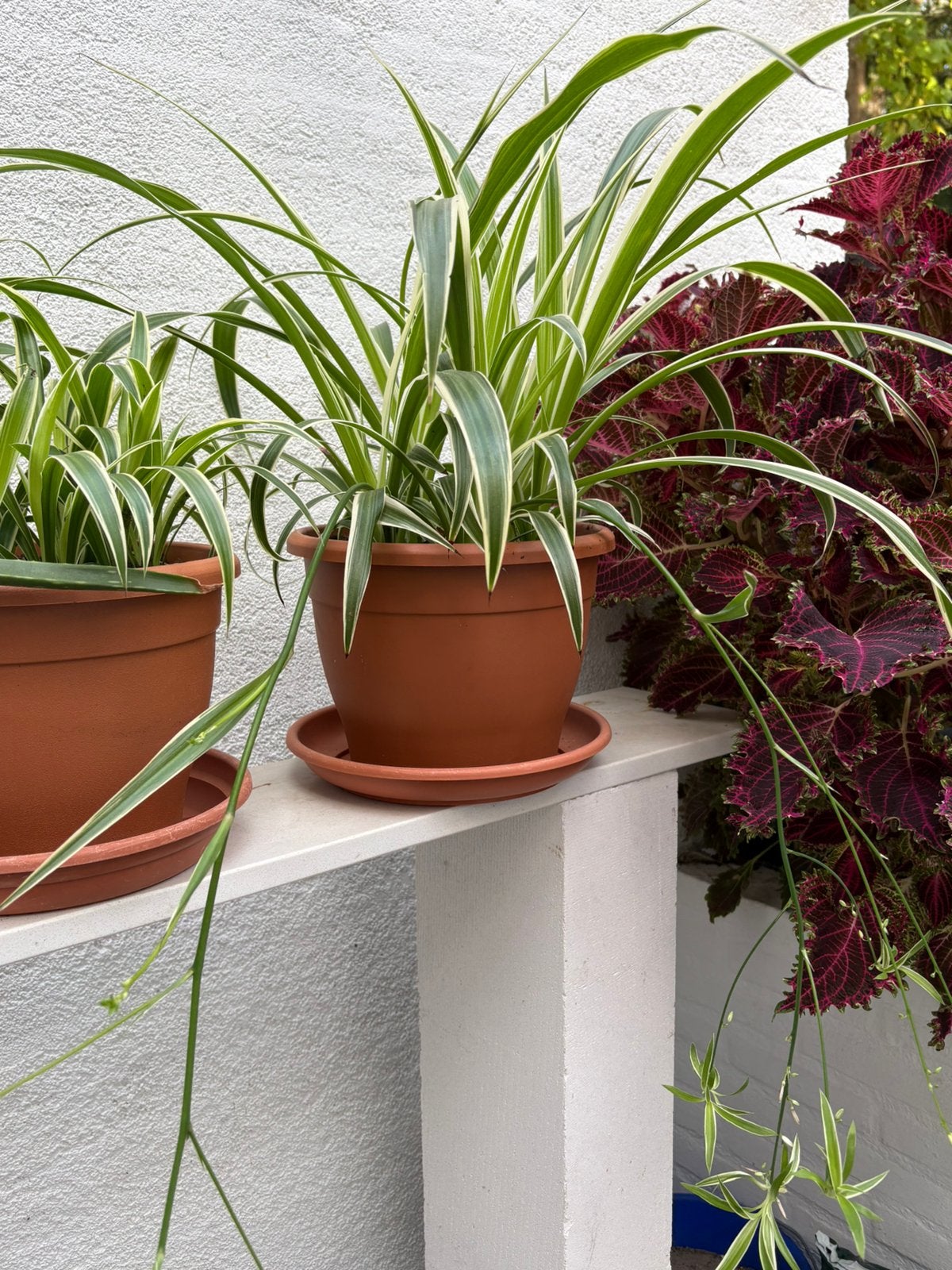 Mooie grote graslelie in een grote 6 liter pot, Ophalen, Halfschaduw, Minder dan 100 cm