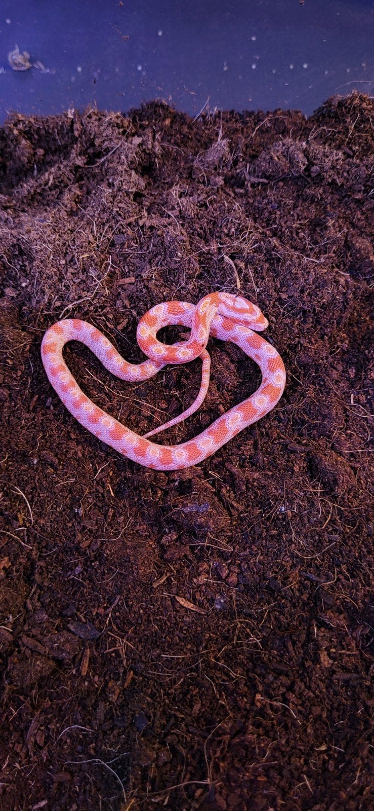 Prachtige jonge albino rattenslang te koop, Dieren en Toebehoren, Reptielen en Amfibieën, Slang, Met terrarium, 0 tot 2 jaar