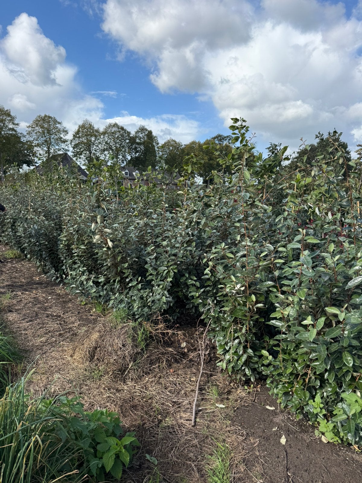 Eleagnus of olijfwilg voor haag groen blijvend 150 cm, Ophalen, Overige soorten, Struik, 100 tot 250 cm